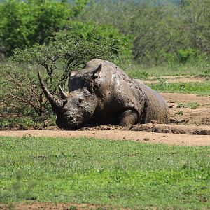 White rhino (September 2012)