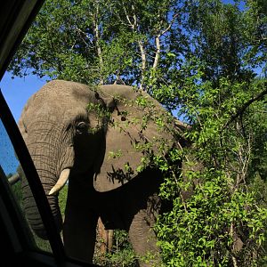 African elephant (close by) (September 2012)