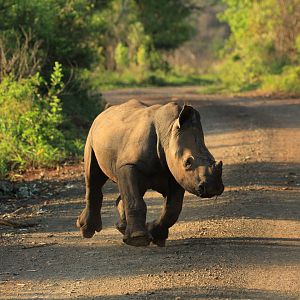 Baby white rhino (September 2012)