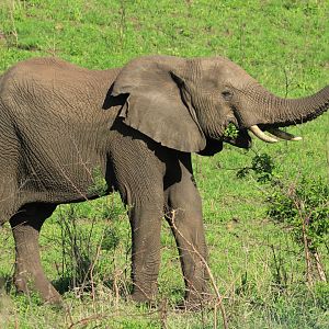 African elephant (September 2012)