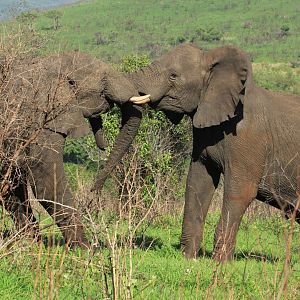 African elephants fighting (September 2012)