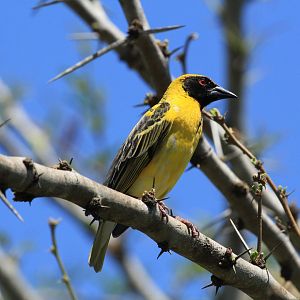Village weaver (September 2012)