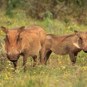 Warthogs