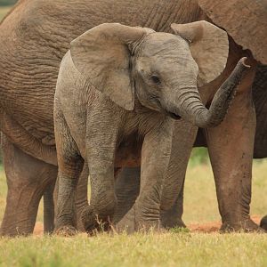 African elephant baby (September 2012)