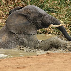 African elephants (September 2012)