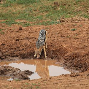 Black-backed jackal (September 2012)