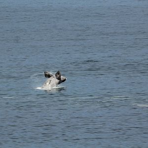Southern rhite whale baby (September 2012)