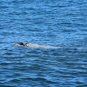 Southern rhite whale baby (September 2012)