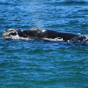 Southern rhite whale (September 2012)