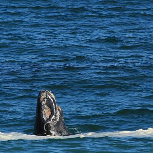 Southern rhite whale baby (September 2012)