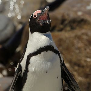 African penguin (September 2012)