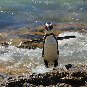 African penguin (September 2012)