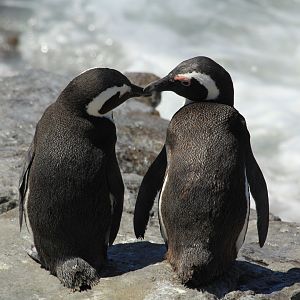 African penguins (September 2012)