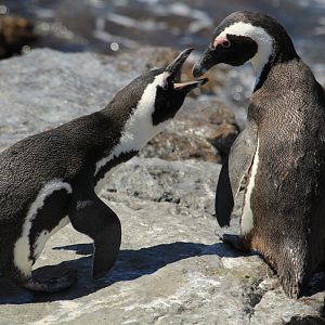 African penguins (September 2012)