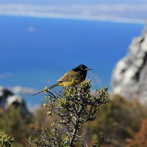 Sunbird (September 2012)