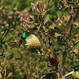 Sunbird (September 2012)