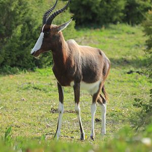 Bontebok (September 2012)