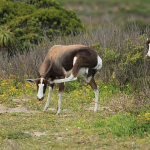 Bontebok (September 2012)