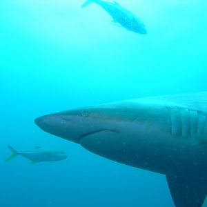 Blacktip Shark (September 2012)