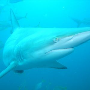 Blacktip shark (September 2012)