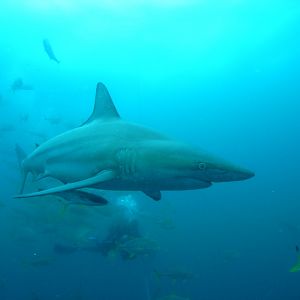 Blacktip shark (September 2012)