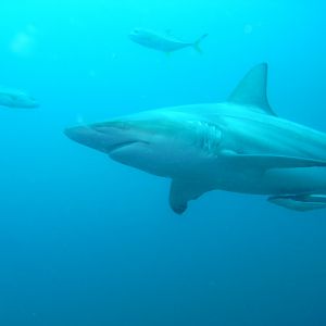 Blacktip shark (September 2012)