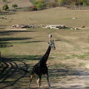 African Savannah and Giraffe Zoo Praha 2018