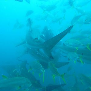 'Fish soup' with blacktip and dusky sharks (September 2012)