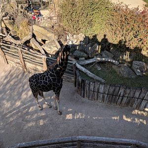 Giraffe Zoo Praha 2018
