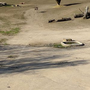 African Savannah Enclosure Zoo Praha 2018