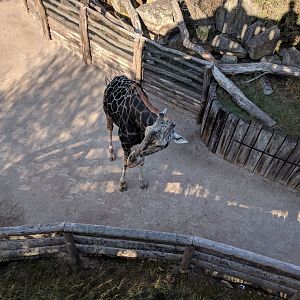 Giraffe Zoo Praha 2018