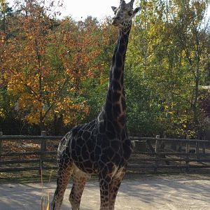 Giraffe Zoo Praha 2018