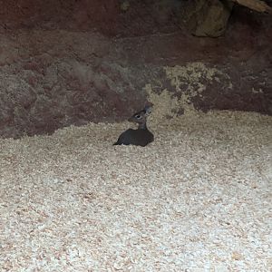 Dik Dik ID Zoo Praha 2018