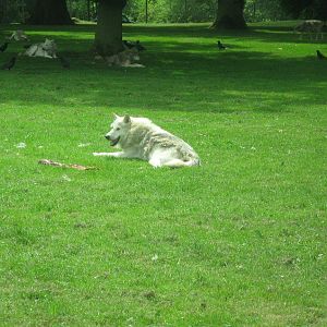 Canadian Timber Wolves