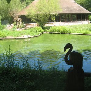 Nürnberg Tiergarten - Flamingo exhibit