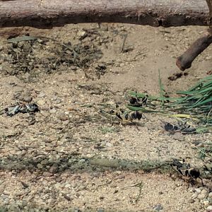 Desert Locust Zoo Praha 2018