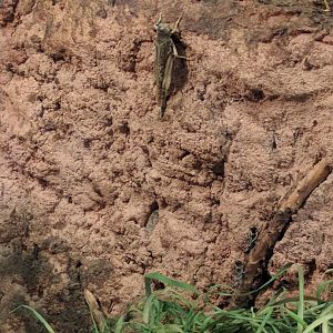 Desert Locust Zoo Praha 2018