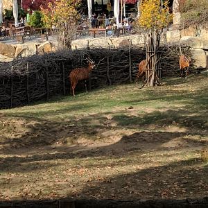 Bongos Zoo Praha 2018