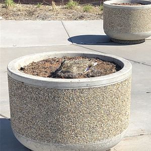 The Humans are away, any chance that I could make a nest here?-April-29th-2020.