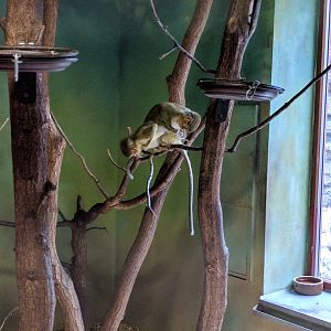 Monkey ID Zoo Praha 2018