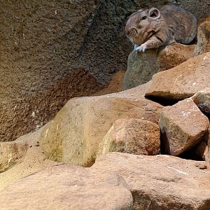 Gundi Zoo Praha 2018