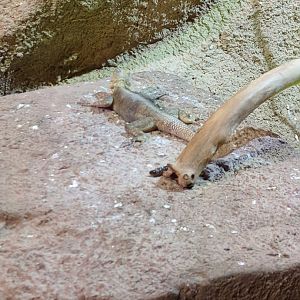 Lizzard ID Zoo Praha 2018