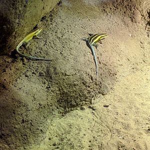 Skink ID Zoo Praha 2018