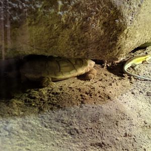 Pancace Tortoise and Skink Zoo Praha 2018