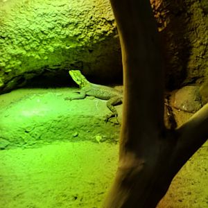 Lizzard Zoo Praha 2018
