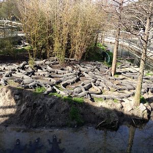 Juvenile American Alligators - 2013