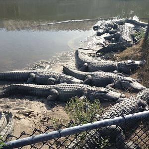 American Alligators - 2013