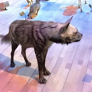 Striped hyena (Hyaena hyaena); November 24th 2018