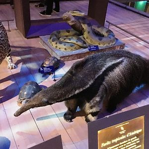 Giant anteater (Myrmecophaga tridactyla); November 24th 2018