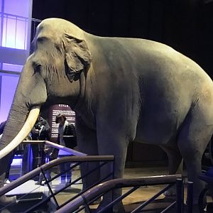 Siam, Asian elephant (Elephas maximus); November 24th 2018